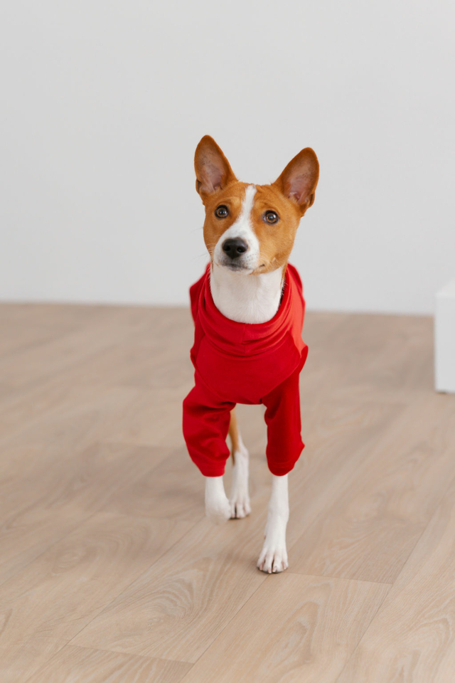 Red Cotton Dog T-Shirt "Amore"